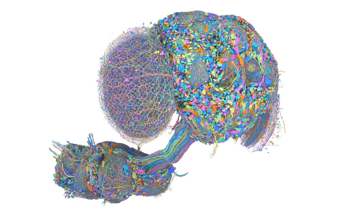 Angled brain map of the male fruit fly