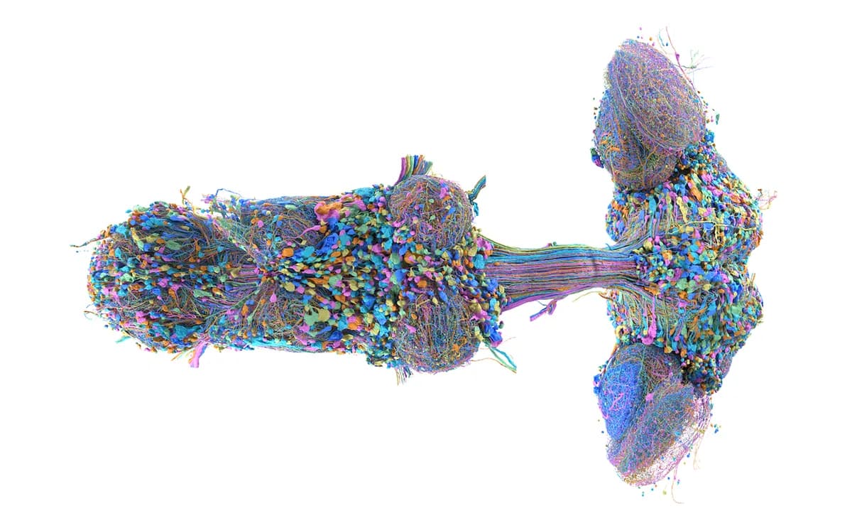 Male fruit fly brain map when viewed from above