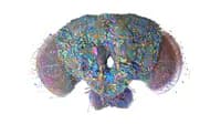 Brain map of the male fruit fly