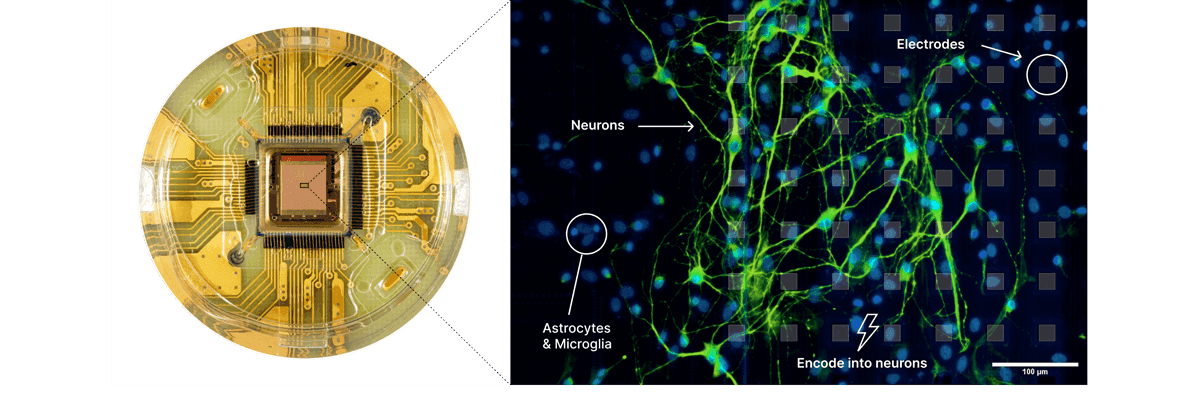 The Biological Computing Co. ใช้เซลล์ประสาททำ AI Video เร็วขึ้น 5 เท่า