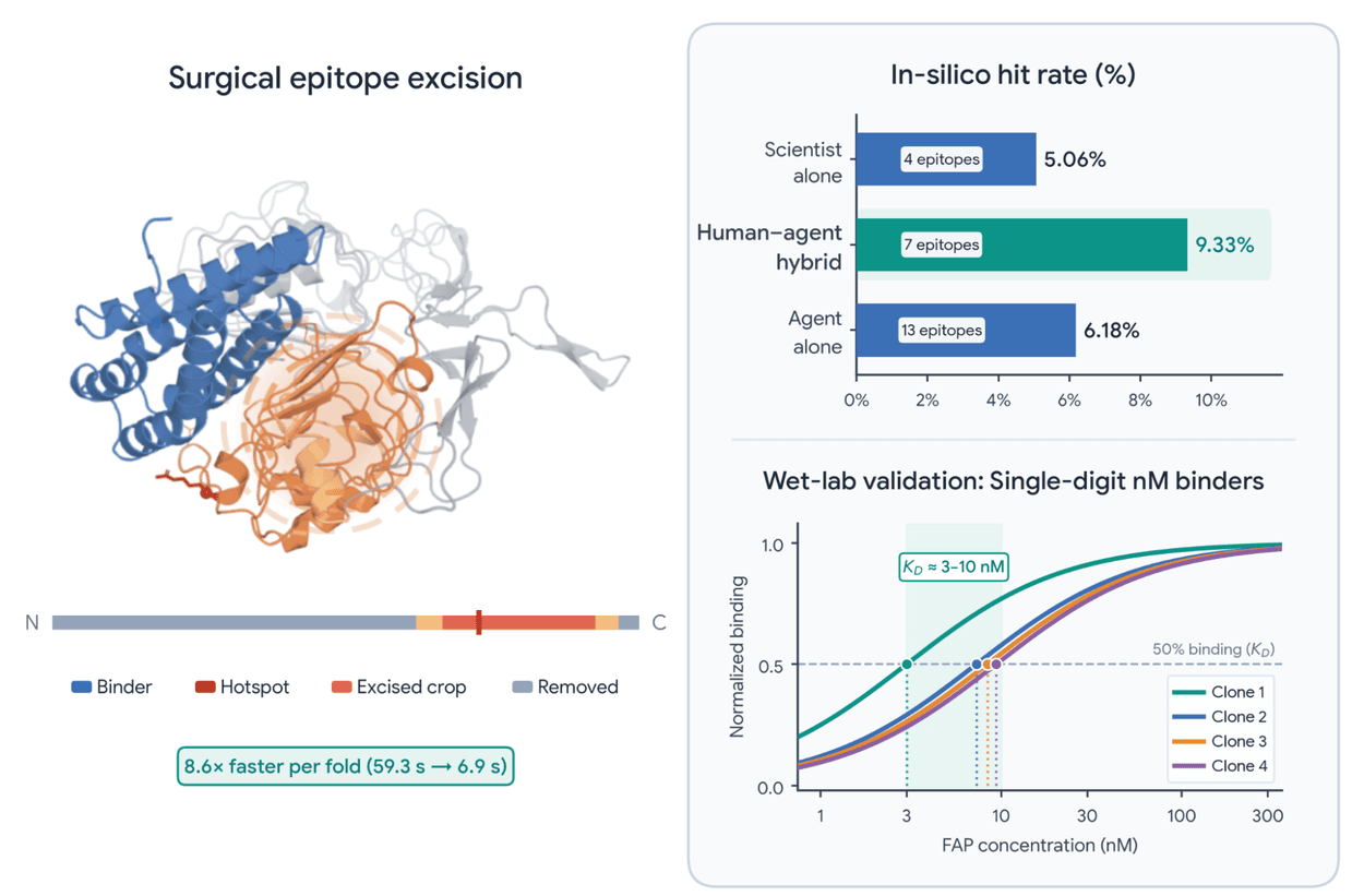 Graphics showing surgical epitope excision results, including structural models, hit rates, and binding validation curves.