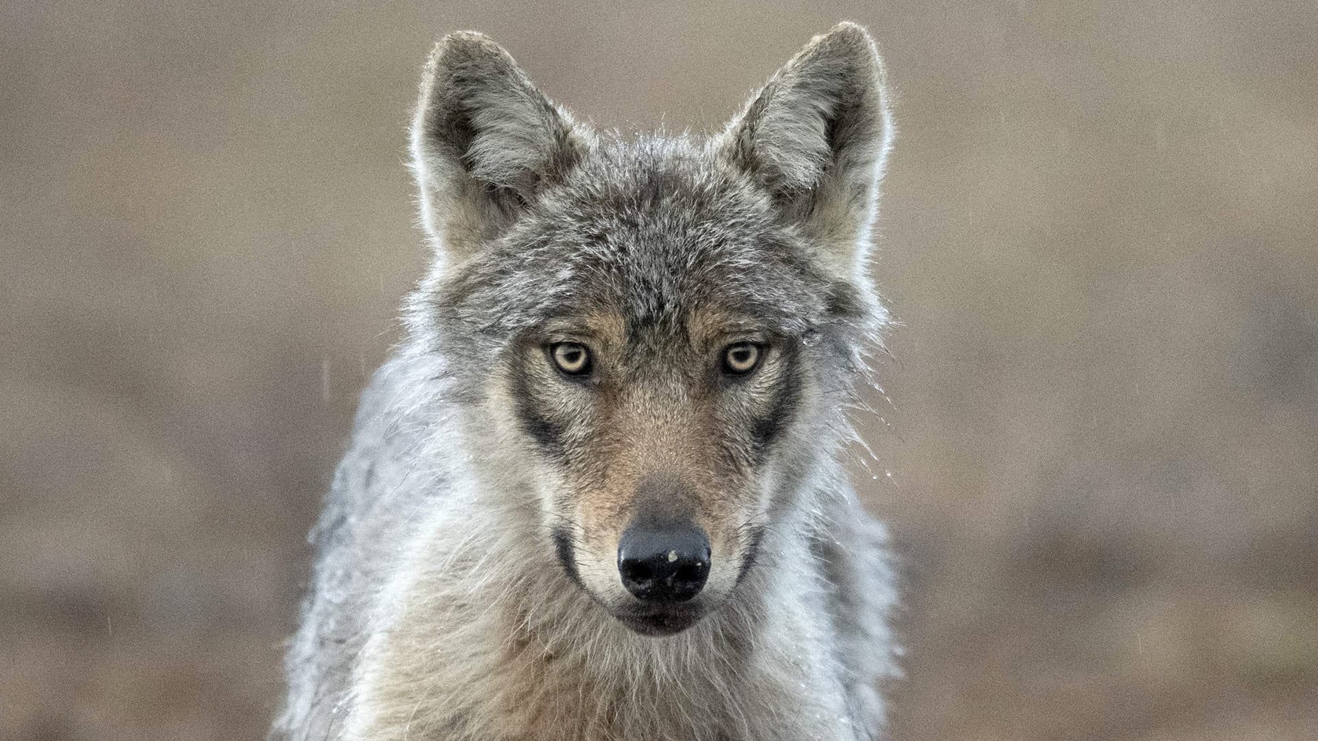 A wolf in eastern Finland