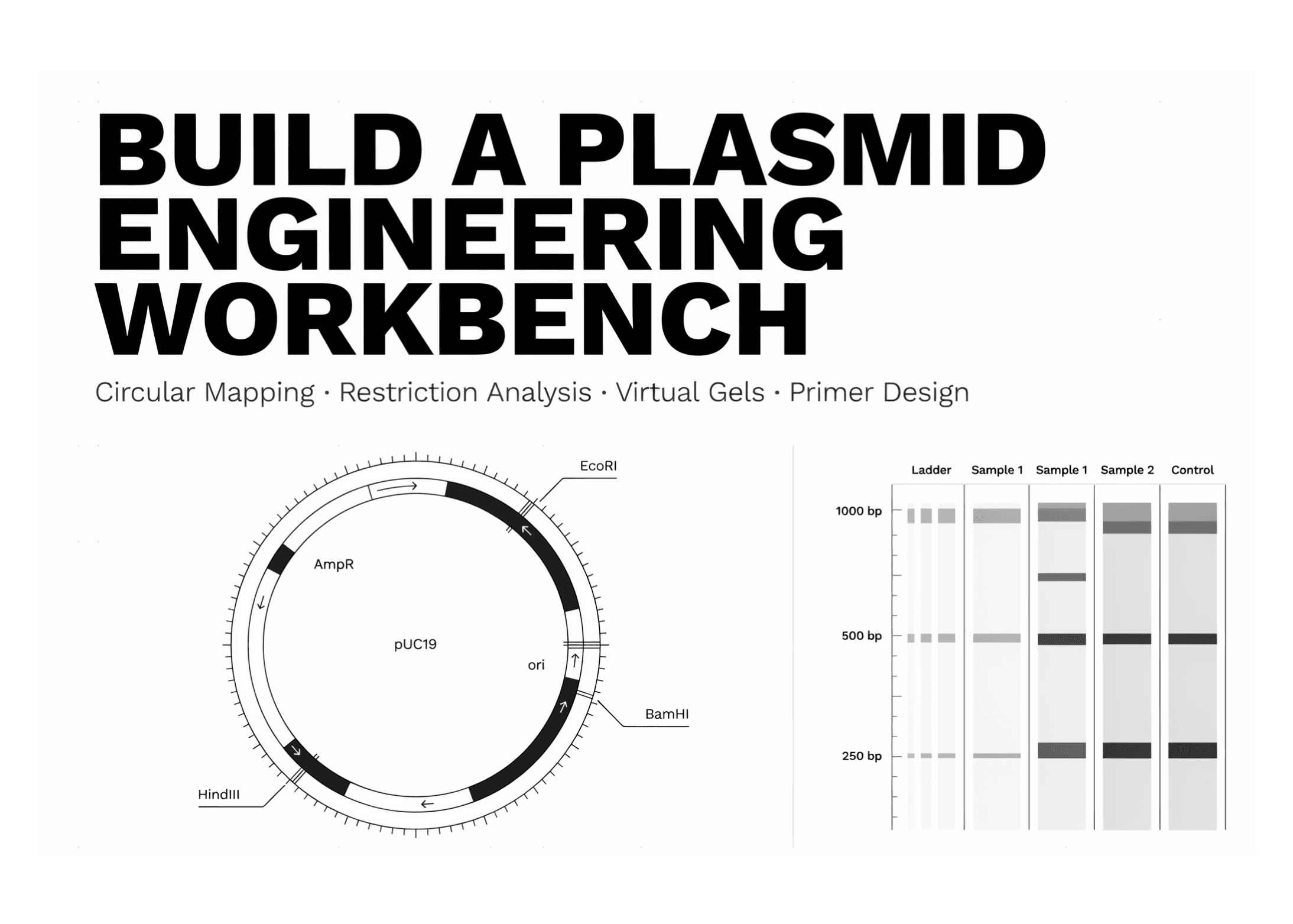สร้าง Plasmid Engineering Workbench ด้วย Biopython และ Google Colab