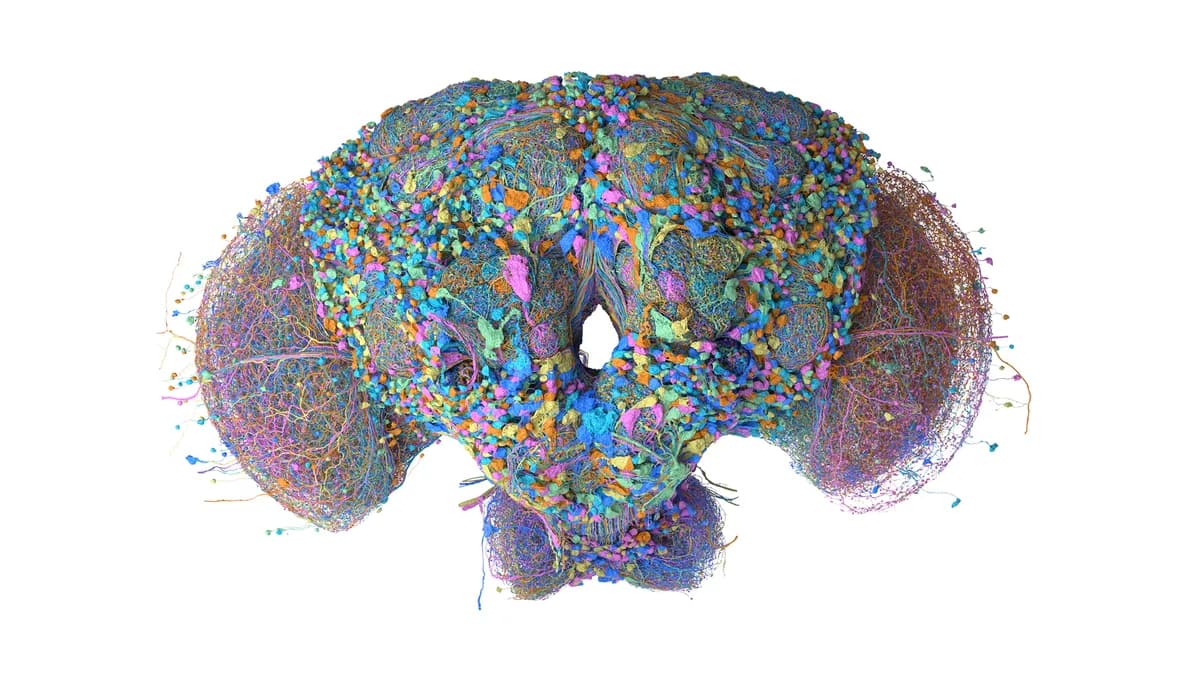 Male fruit fly's brain map